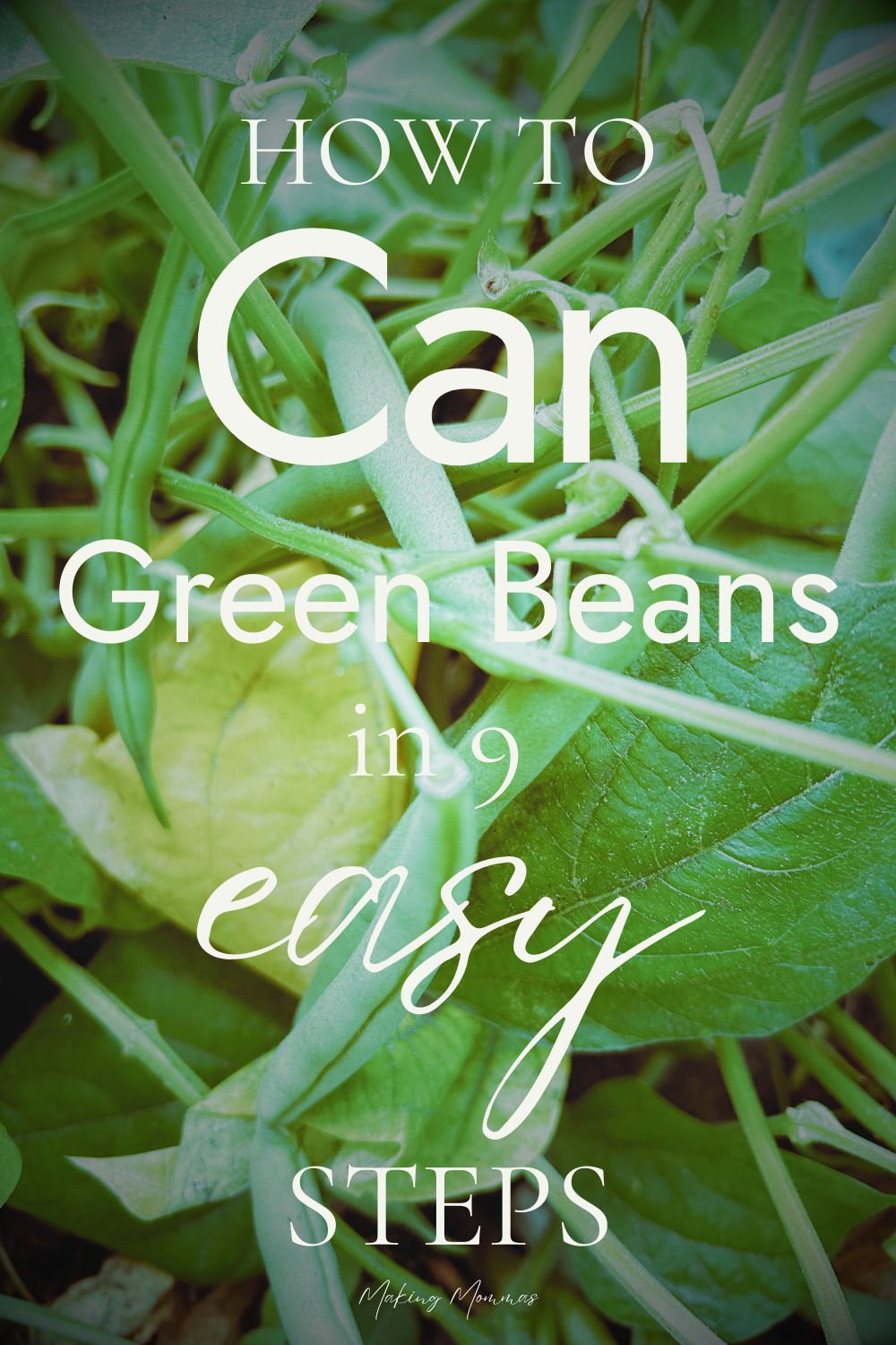 Pin image that reads, "How to can green beans in nine easy steps." with an image of string bean plant.