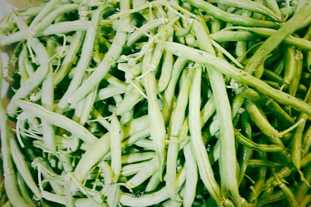 image of a pile of green beans