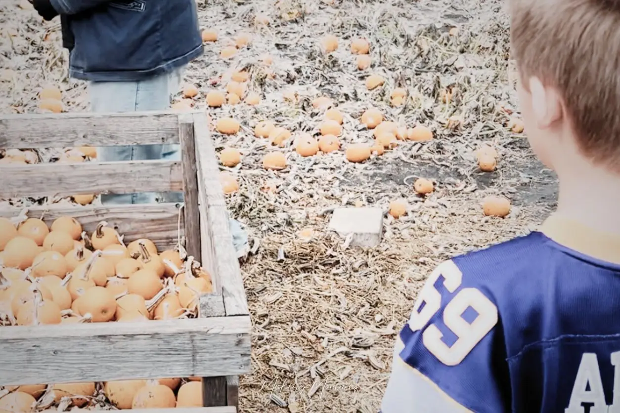 image of a little boy looking at a pile of pumpkins on the ground