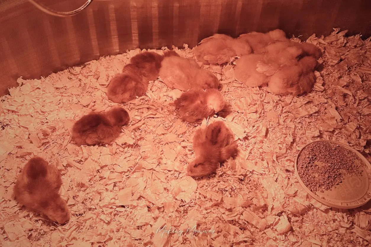 image of baby chicks