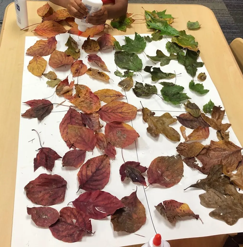 image of a kid gluing leaves into piles based on colors on a sheet of paper