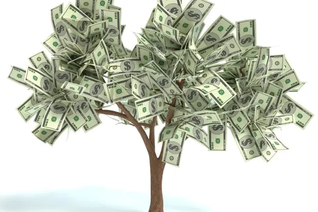 image of a money tree