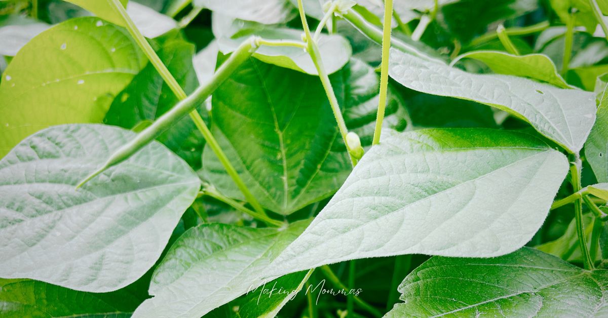 image of a string bean plant