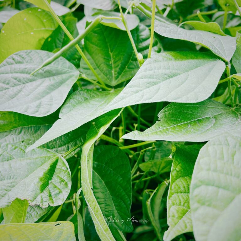 image of a green bean growing on a plant