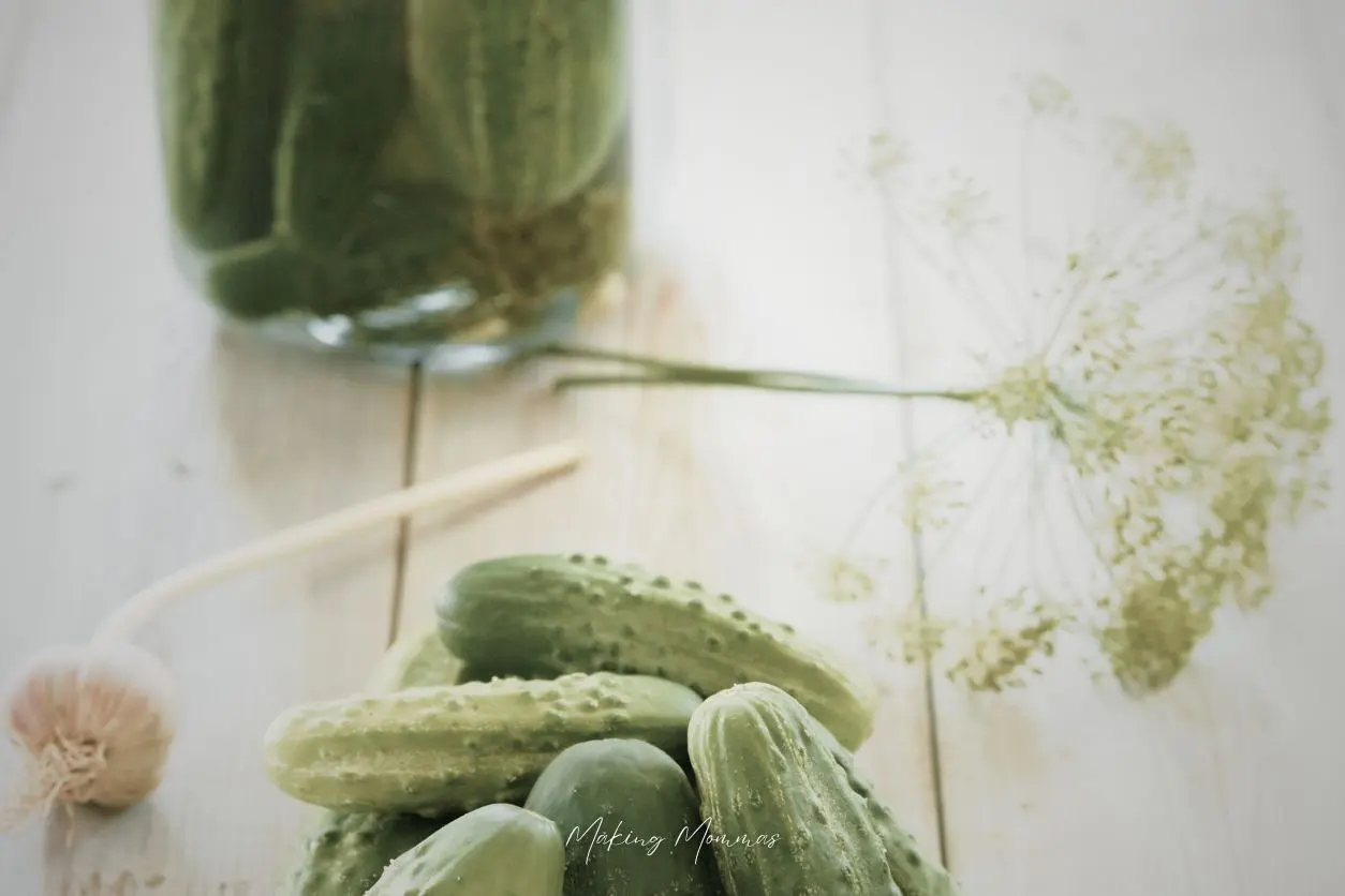 image of a jar of pickles, fresh dill, fresh garlic, and cucumbers