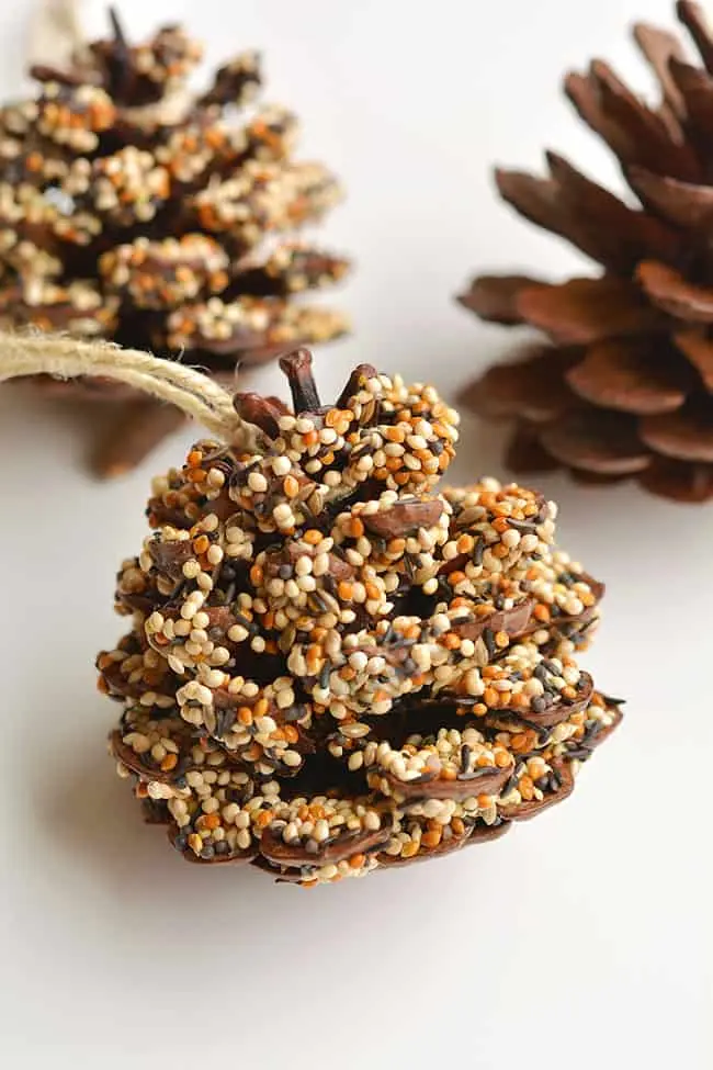 image of a pine cone bird feeder on a string on a table