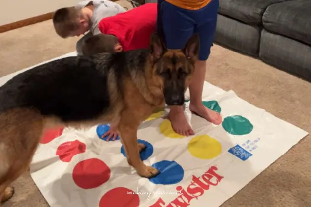 image of boys and a dog playing Twister